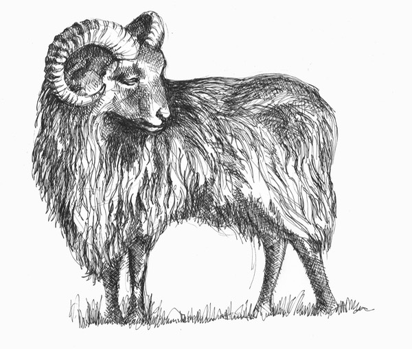 09 Ronaldsay Sheep